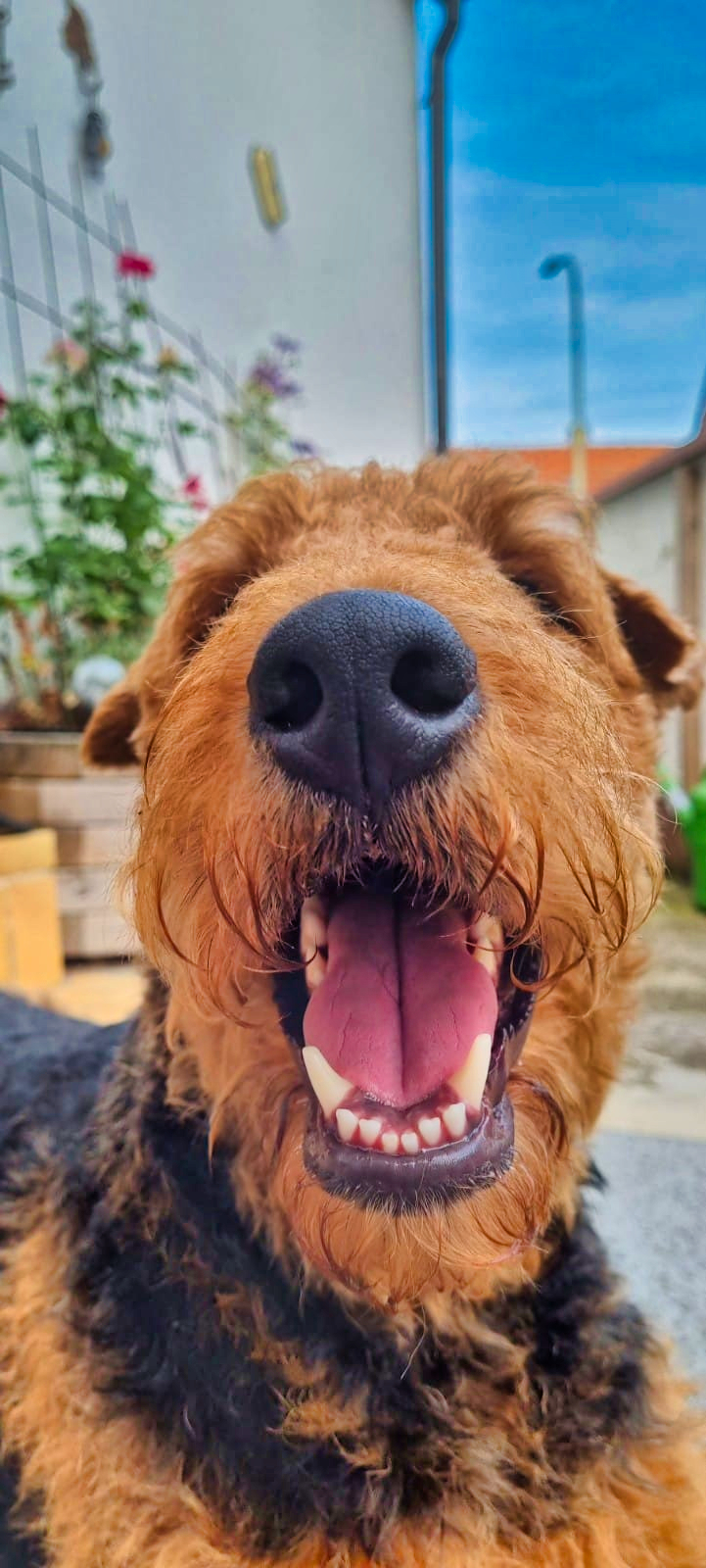 Peaches Airedale Terrier