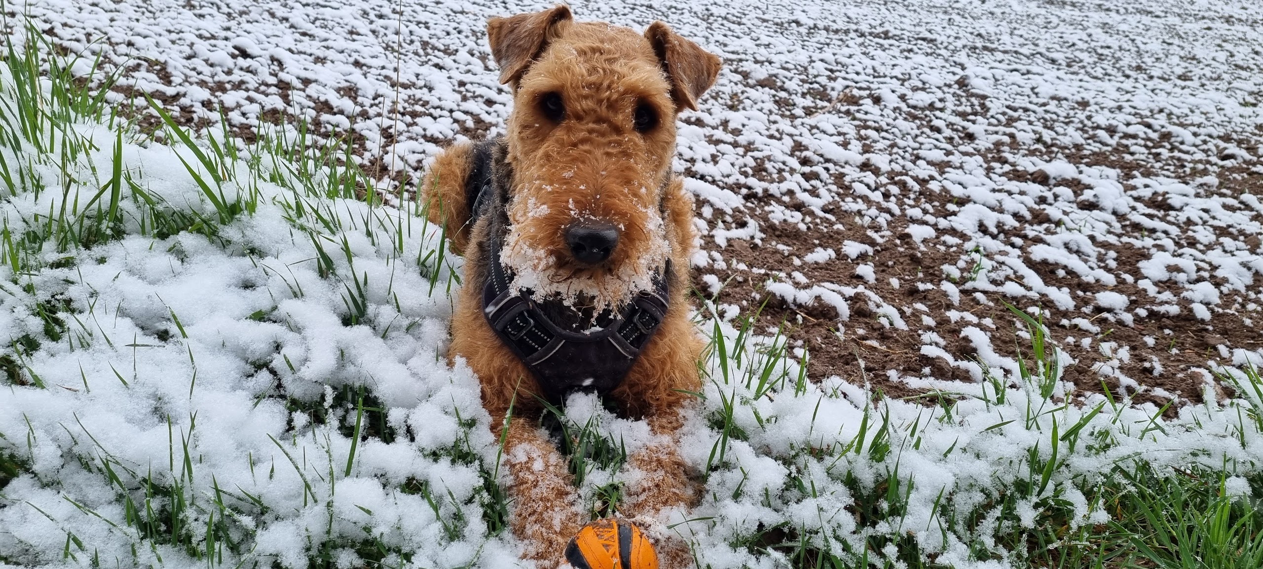 Peaches, Airedale, Airedateterrier, schnee
